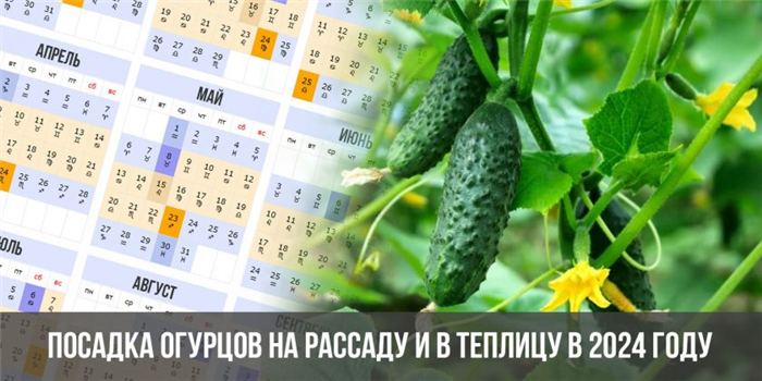 Посадка огурцов на рассаду и в теплицу в 2024 году