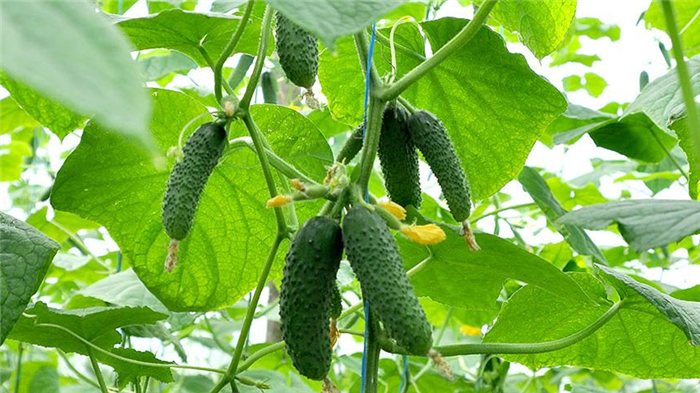 Сорта огурцов для открытого грунта