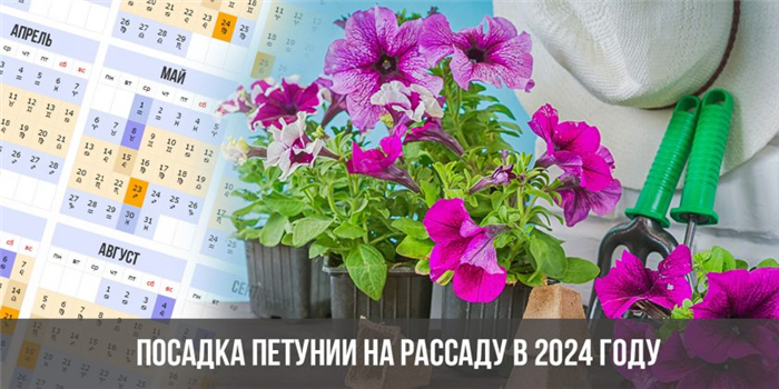 Посадка петунии на рассаду в 2024 году